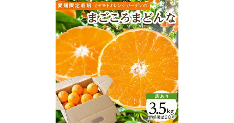 【ふるさと納税】【訳あり】紅まどんなと同品種! 愛媛限定栽培柑橘 愛媛果試28号 3.5kg【C25-133】_ みかん ミカン 蜜柑 柑橘類 柑橘 フルーツ 果物 くだもの 人気 美味しい 愛媛県 八幡浜市 ふるさと 【1166250】