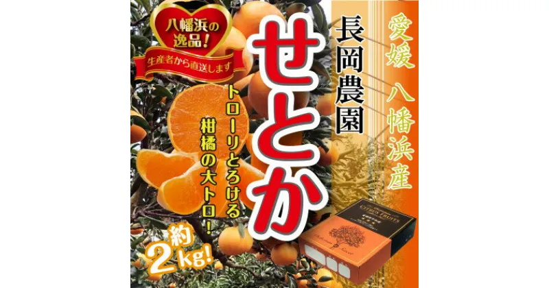 【ふるさと納税】2025年2月中旬発送開始　長岡農園の「せとか」約2kg 【C39-55】_ みかん ミカン 柑橘 せとか 果物 くだもの フルーツ 旬 愛媛 柑橘の大トロ 濃厚 甘み 国産 産直 産地直送 ギフト 贈答 プレゼント 化粧箱 【配送不可地域：離島】【1462367】