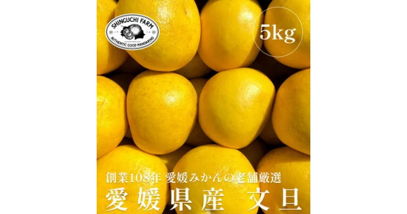 【ふるさと納税】創業百八年 愛媛みかんの老舗【文旦5kg】家庭用【新口農園】【C70-31】_ みかん ミカン 柑橘 フルーツ 果物 くだもの 青果 文旦 ブンタン ぶんたん 産地直送 産直 愛媛 甘い 常温 家庭用 希少 名産地 木成り 完熟 【1470650】