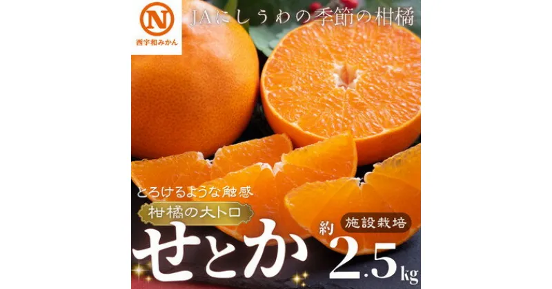 【ふるさと納税】JAにしうわの季節の柑橘(せとか　約2.5kg　化粧箱　施設栽培)【F08-6】【1474214】