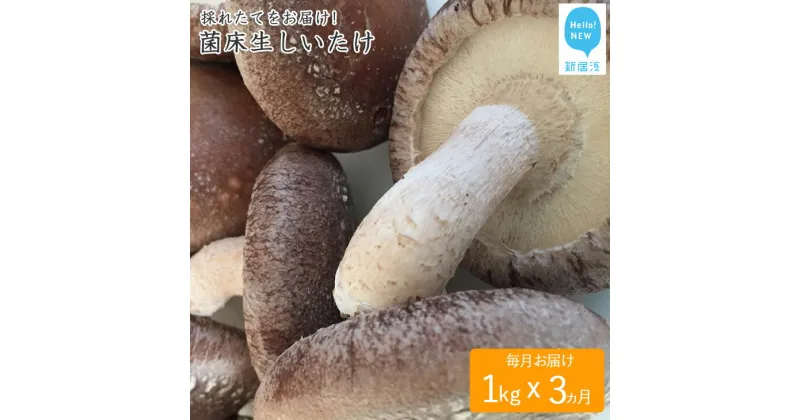 【ふるさと納税】☆採れたて新鮮定期便(1kg×3ヵ月)☆ 厳選！！新居浜産菌床生しいたけ 1kgを毎月お届け！！(合計3回)