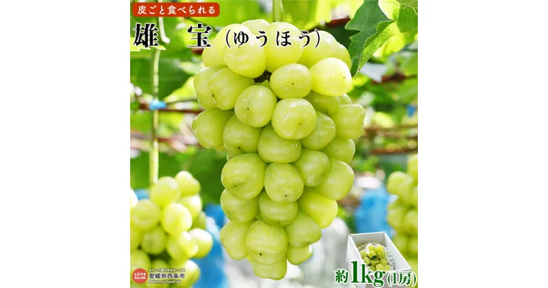 【ふるさと納税】 ぶどう ＜ 雄宝 1房 約1kg＞ ※翌月末迄に順次出荷します。 高級 スイーツ 果物 フルーツ 鴻上農園 愛媛県 西条市 【冷蔵】