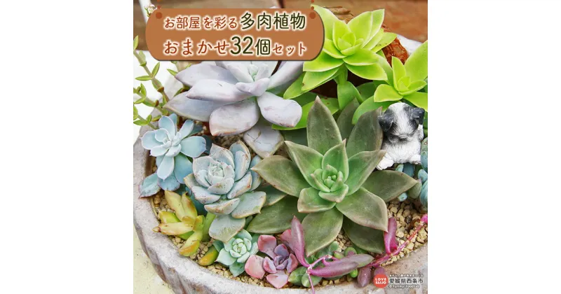 【ふるさと納税】＜お部屋を彩る多肉植物 おまかせ32個セット＞ ※翌月末迄に順次出荷します。 寄せ植え ガーデニング インテリア グリーン 自然 32ポット 32種類 おしゃれ 観葉植物 お任せ お楽しみ ランダム 詰め合わせ SaikiEngei 佐伯園芸 愛媛県 西条市 【常温】