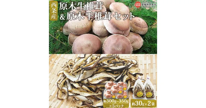 【ふるさと納税】＜西条産 原木生椎茸＆原木干椎茸セット＞ ※2024年11月上旬～2025年1月末迄に順次出荷 干ししいたけ 乾燥 国産 シイタケ 使い分け ビタミンD 茶碗蒸し 炊き込みご飯 汁物 佃煮 栄養たっぷり 森のステーキ SGK組合 たのしいたけ園 愛媛県 西条市 【冷蔵】