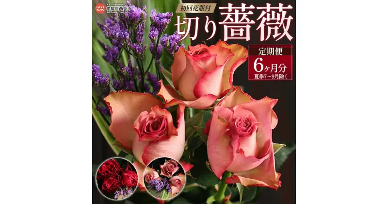 【ふるさと納税】＜切り薔薇 6か月定期便（夏季7～9月除く）初回花瓶付き＞ ※配送月の第3もしくは第4金曜日着予定 バラ ばら 生花 切り花 お花 フラワー ブーケ 花束 花瓶 植物 自然のギフト ベルローズ 愛媛県 西条市【冷蔵】