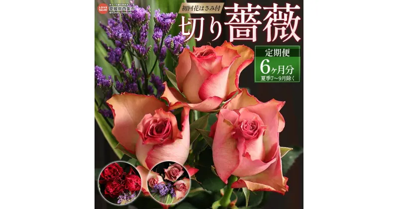 【ふるさと納税】＜切り薔薇 6か月定期便（夏季7～9月除く）初回花はさみ付き＞ ※配送月の第3もしくは第4金曜日着予定 バラ ばら 生花 切り花 お花 フラワー ブーケ 花束 植物 ハサミ 自然のギフト ベルローズ 愛媛県 西条市【冷蔵】