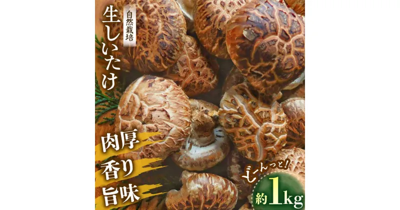 【ふるさと納税】【先行予約】【11月から順次発送】 生椎茸 約1kg 自然栽培！ひじかわの 原木 生椎茸 きのこ 椎茸 しいたけ 生しいたけ 野菜 愛媛県大洲市/中野はじめ商店[AGBO001] 14000円 14000 一万四千 一万四千円