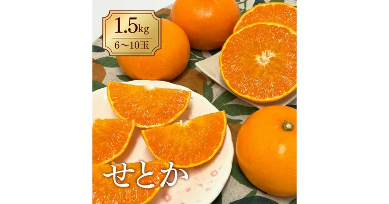 【ふるさと納税】みかん 愛媛 せとか（1.5kg） 人気 数量限定 先行予約 柑橘 伊予市｜B30