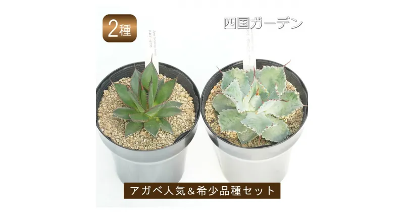 【ふるさと納税】多肉植物 インテリア アガベ プレミアム品種2ポットセット 5号黒鉢 四国ガーデン 人気 観葉植物 グリーン リラックス 初心者でも育てやすい 伊予市｜D08