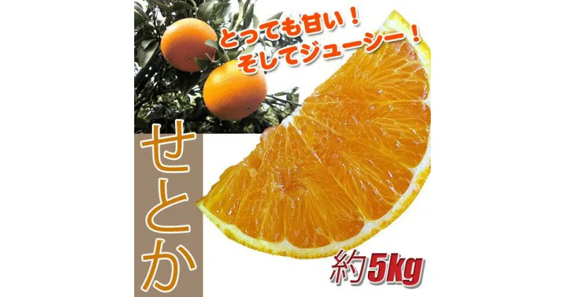 【ふるさと納税】訳あり せとか 5kg ご家庭用 みかん 人気 数量限定 先行予約 愛媛 柑橘 【2025年2月中旬以降順次発送】｜B146