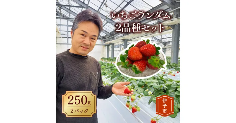 【ふるさと納税】いちご 2パック 農園直送 ランダム 2品種 食べ比べ さちのか おいCベリー あまおとめ 紅い雫 かおり野 数量限定 愛媛 人気 伊予市 くぼなか農園｜B201