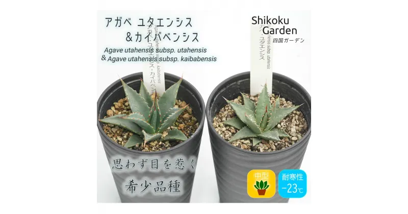 【ふるさと納税】多肉植物 インテリア アガベ ユタエンシス＆ユタエンシス・カイバベンシス 3.5号黒鉢 各1ポット 四国ガーデン 人気 観葉植物 グリーン リラックス 初心者でも育てやすい｜B217