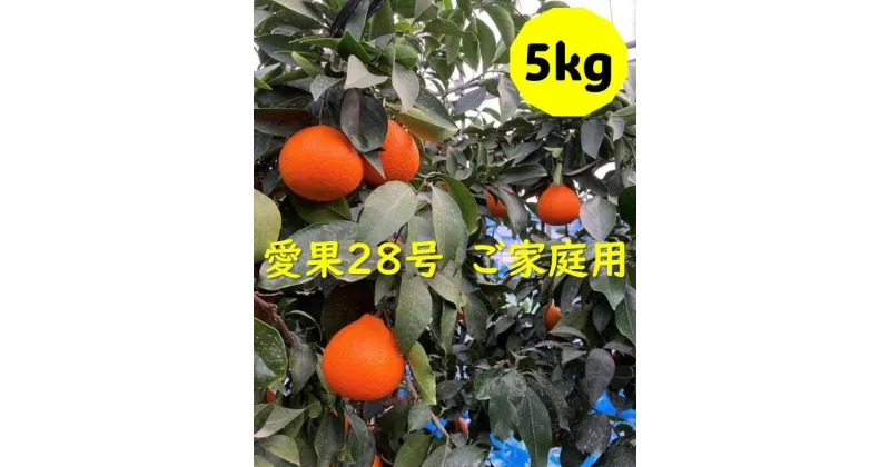 【ふるさと納税】愛果28号 5kg ご家庭用 訳あり みかん 愛媛【2024年12月発送】先行予約 数量限定 愛媛県産 人気 柑橘 伊予市｜B251