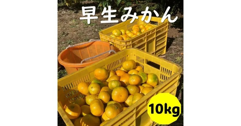 【ふるさと納税】早生みかん 10kg ご家庭用 農園直送 先行予約 11月発送 愛媛 数量限定 愛媛県産 人気 柑橘 伊予市｜B255