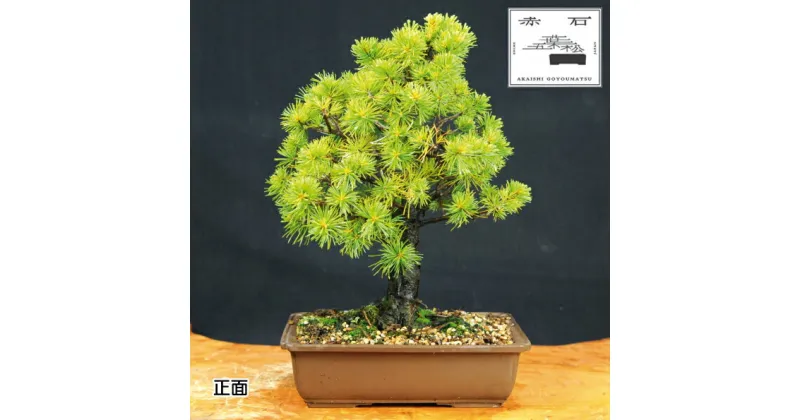 【ふるさと納税】 赤石の泉 赤石 五葉松（鉢植え） E-13【現品限り】【配送地限定】