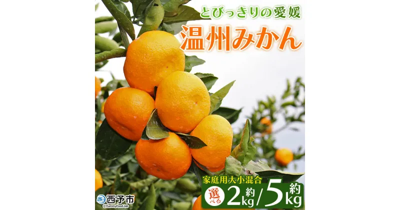 【ふるさと納税】先行予約 ＜とびっきりの愛媛 温州みかん 約2kg／5kg（家庭用大小混合）＞ 訳あり 家庭用 果物 柑橘 フルーツ 蜜柑 うんしゅうみかん ウンシュウミカン 特産品 片山果樹園 食べて応援 西宇和 愛媛県 西予市【常温】『2024年11月下旬～12月迄に順次出荷予定』