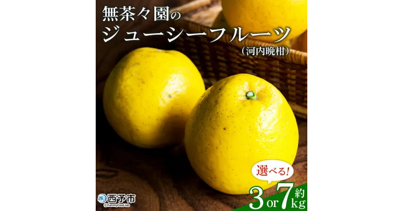 【ふるさと納税】先行予約 ＜無茶々園のジューシーフルーツ（河内晩柑）約3kg／7kg＞ 果物 フルーツ 選べる内容量 かわちばんかん みかん ミカン 蜜柑 柑橘 期間限定 季節限定 食べて応援 特産品 愛媛県 西予市 【常温】『2025年4月上旬～6月上旬迄に順次出荷予定』