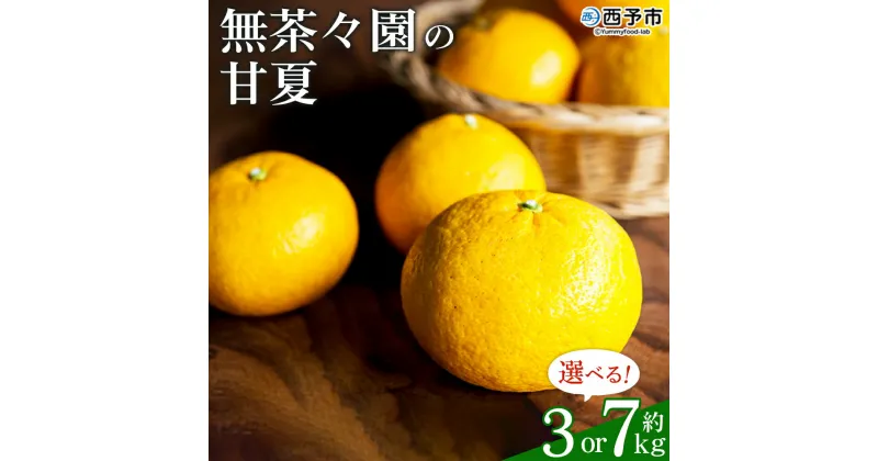 【ふるさと納税】先行予約 ＜無茶々園の甘夏 約3kg／7kg＞ 果物 くだもの あまなつ みかん ミカン 蜜柑 柑橘 フルーツ 選べる内容量 期間限定 季節限定 食べて応援 特産品 愛媛県 西予市 【常温】『2025年3月上旬～5月上旬迄に順次出荷予定』