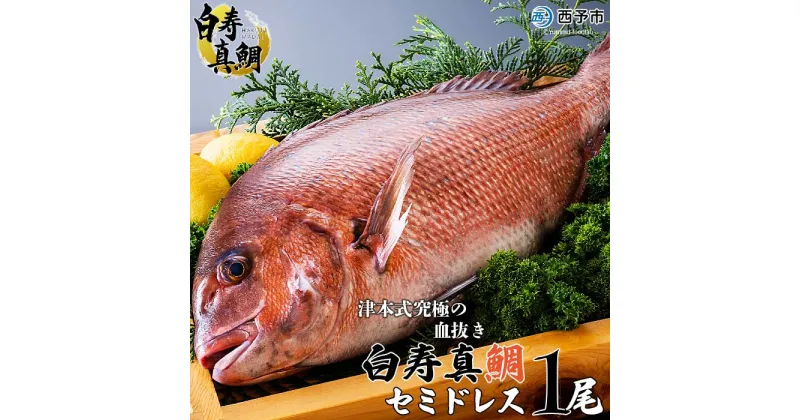 【ふるさと納税】＜津本式究極の血抜き 白寿真鯛 セミドレス 1尾（約1.5kg）＞ 鯛 タイ たい マダイ まだい 活〆 尾頭付き 養殖 特産品 魚 のし対応可 お祝い 御祝 内祝い ギフト 贈答 贈り物 プレゼント 赤坂水産 愛媛県 西予市【冷蔵】『1か月以内に順次出荷予定』