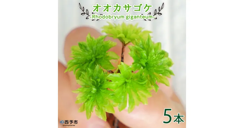 【ふるさと納税】＜オオカサゴケ [Rhodobryum giganteum] 苔テラリウム用人工栽培品種 5本パック＞※1ヵ月以内に順次出荷します。 コケ テラリウム インテリア ガーデニング 園芸 グリーン 緑 植物 西予苔園 送料無料 無くなり次第終了 愛媛県 西予市 【常温】