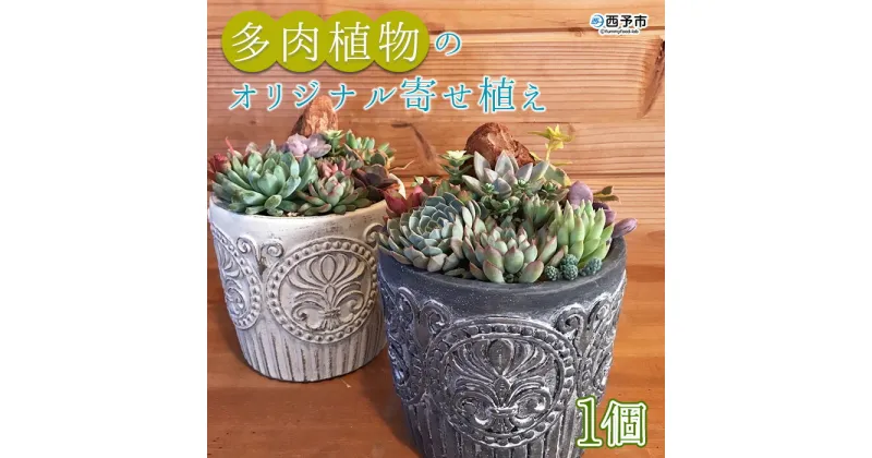 【ふるさと納税】＜多肉植物のオリジナル寄せ植え (約10種類)＞※1ヵ月以内に順次出荷します。鉢植え インテリア ガーデニング おしゃれ グリーン 観葉植物 one.JACK 送料無料 無くなり次第終了 愛媛県 西予市 【常温】