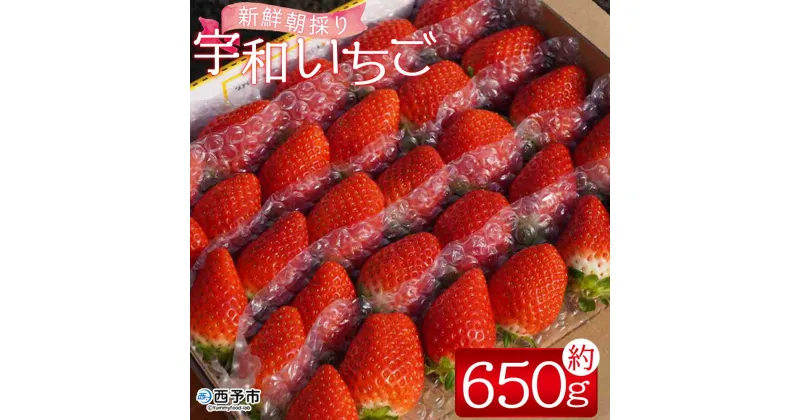 【ふるさと納税】＜農家厳選 新鮮朝採り 宇和いちご 1箱（約650g）＞イチゴ 苺 果物 フルーツ くだもの ストロベリー かおりの かおり野 直送 かんちゃん農園 愛媛県 西予市【冷蔵】『2025年2月下旬～5月末迄に順次出荷予定』