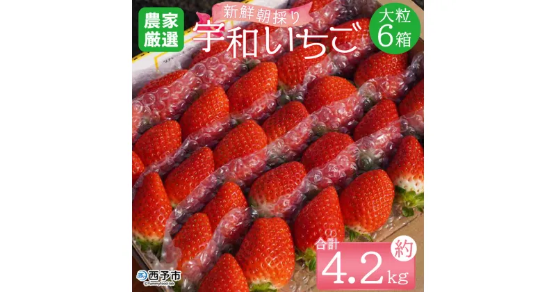 【ふるさと納税】＜農家厳選 新鮮朝採り宇和いちご 大粒 6箱（約4.2kg）＞イチゴ 苺 果物 フルーツ くだもの ストロベリー かおりの かおり野 直送 かんちゃん農園 愛媛県 西予市【冷蔵】『2025年2月下旬～5月末迄に順次出荷予定』