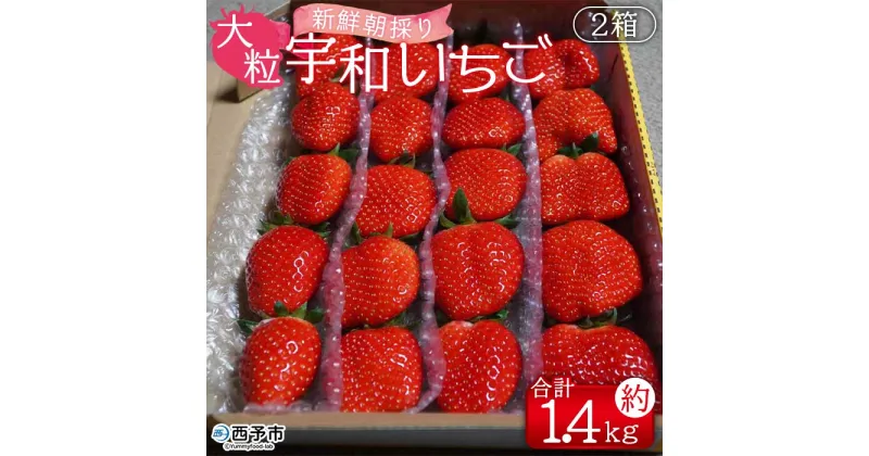 【ふるさと納税】＜農家厳選 新鮮朝採り 宇和いちご 大粒 2箱（合計約1.4kg）＞イチゴ 苺 果物 フルーツ くだもの ストロベリー かおりの かおり野 農家直送 季節限定 期間限定 旬 かんちゃん農園 愛媛県 西予市【冷蔵】『2025年2月上旬～5月末迄に順次出荷予定』