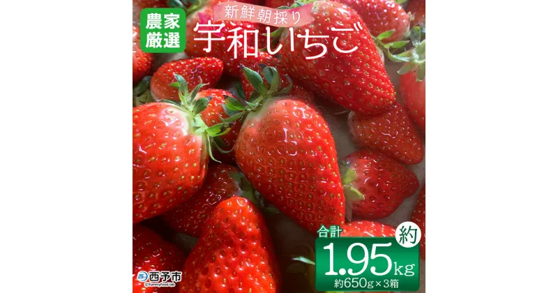 【ふるさと納税】＜農家厳選 新鮮朝採り宇和いちご（約650g×3箱）＞ イチゴ 苺 果物 フルーツ くだもの ストロベリー かおりの かおり野 直送 かんちゃん農園 愛媛県 西予市【冷蔵】『2025年2月下旬～5月末迄に順次出荷予定』