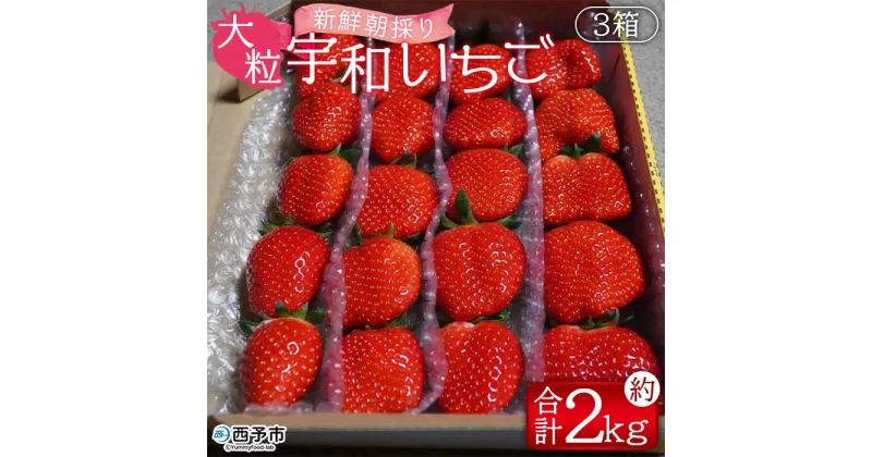 【ふるさと納税】＜農家厳選 新鮮朝採り 宇和いちご 大粒 3箱（合計約2kg）＞ イチゴ 苺 果物 フルーツ ストロベリー かおりの かおり野 直送 かんちゃん農園 愛媛県 西予市【冷蔵】『2025年2月下旬～5月末迄に順次出荷予定』