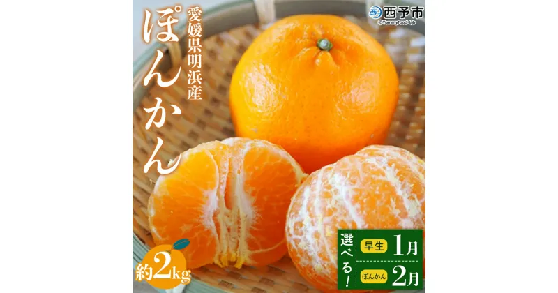 【ふるさと納税】＜愛媛県明浜産 ぽんかん 約2kg 1月発送／2月発送＞ 果物 フルーツ みかん ミカン 蜜柑 柑橘 ポンカン 早生 選べる 発送月 生産量全国1位 おいしい 特産品 渡江から一歩を踏み出す会 愛媛県 西予市 【常温】『ご希望の配送月をお選びください』