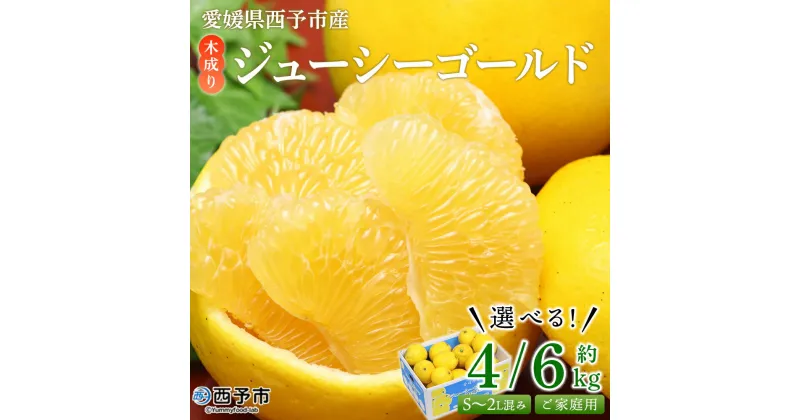 【ふるさと納税】＜木成り ジューシーゴールド（河内晩柑）ご家庭用 約4kg／約6kg（S～2L混合）＞ 訳あり 選べる内容量 果物 フルーツ かわちばんかん みかん オレンジ 柑橘 食べて応援 特産品 宇都宮物産 愛媛県 西予市 【常温】『2025年6月中旬～8月中旬迄に順次出荷予定』