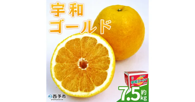 【ふるさと納税】＜宇和ゴールド 約7.5kg＞ 果物 フルーツ みかん ミカン 蜜柑 オレンジ 柑橘 河内晩柑 かわちばんかん うわごーるど ウワゴールド 愛南ゴールド 美生柑 食べて応援 特産品 JA えひめ南農業協同組合 愛媛県 西予市【常温】『2025年4月～5月迄に順次出荷予定』