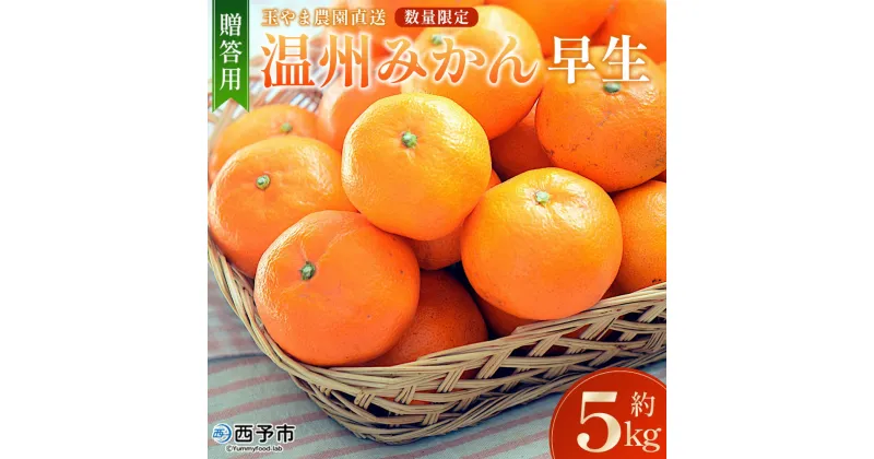 【ふるさと納税】＜温州みかん（早生）約5kg 数量限定 産地直送 贈答品＞ 5キロ みかん ミカン うんしゅうみかん ウンシュウミカン ワセ 蜜柑 柑橘 フルーツ 果物 果実 くだもの 特産品 旬 玉やま農園 愛媛県 西予市【常温】『2024年11月～12月迄に順次出荷予定』