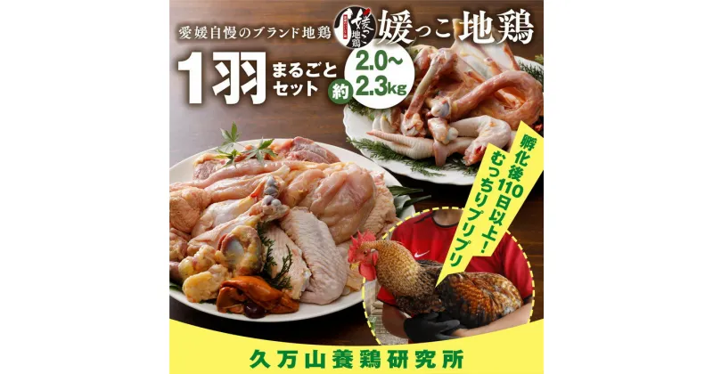 【ふるさと納税】久万高原町産！愛媛ブランド地鶏「媛っこ地鶏」 1羽まるごと！平飼い ｜ モモ ムネ ササミ 内臓 手羽元 手羽先 もも むね 胸 ささみ 鶏肉 鳥肉　久万山養鶏研究所 ※離島への配送不可