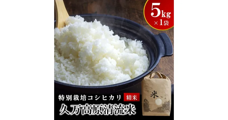 【ふるさと納税】コシヒカリ5kg×1袋（精米） ｜ 久万高原清流米 特別栽培 ※2024年9月中旬頃より順次発送予定 ※離島への配送不可