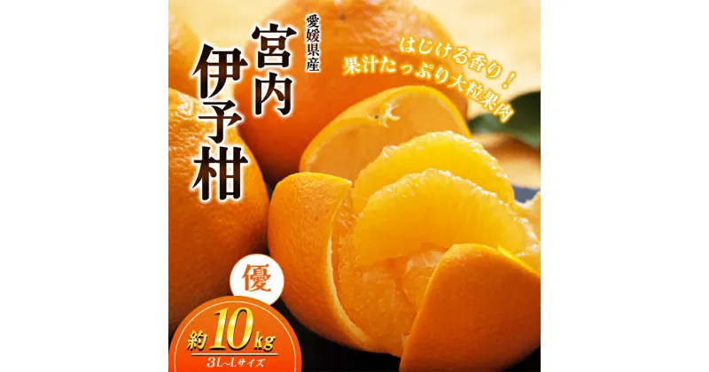 【ふるさと納税】愛媛県産JA正規品 宮内伊予柑（いよかん） 約10Kg【優】3L～L（2025年1月～順次発送）【旬 甘い みかん 蜜柑 柑橘 かんきつ 高級 先行予約】　お届け：2025年1月中旬～2月下旬