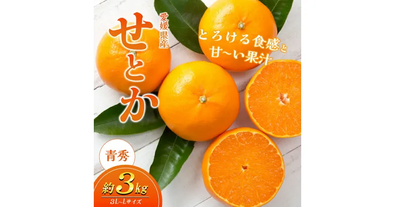 【ふるさと納税】愛媛県産JA正規品 せとか（青秀）3Kg 3L～L（2025年1月～順次発送）【旬 甘い みかん 蜜柑 柑橘 かんきつ 高級 先行予約 愛媛県 農協 JA直送 フルーツ 果物 くだもの スイーツ】　お届け：2025年1月中旬～2月下旬