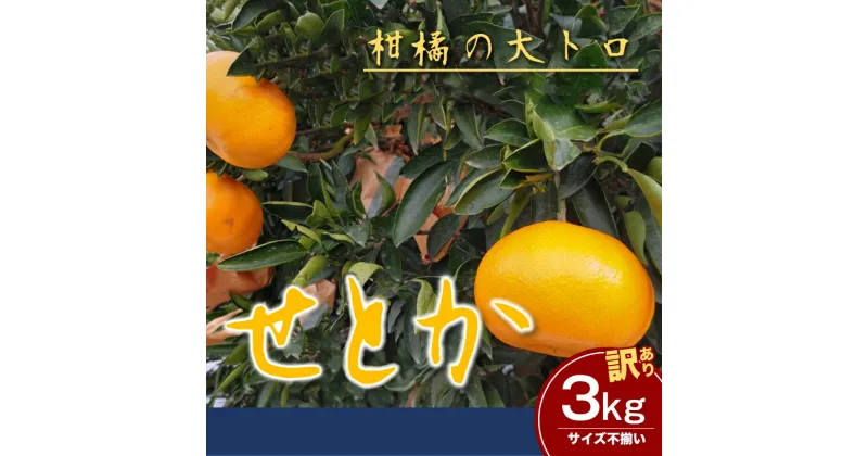 【ふるさと納税】訳ありせとか　サイズ不揃い3キロ　家庭用 今が旬 甘い 農園直送 みかん 人気 数量限定 先行予約 柑橘 蜜柑 ミカン 愛媛みかん かんきつ 愛媛県 産地直送 フルーツ 果物 くだもの　 果物類 みかん 柑橘類 フルーツ 　お届け：2025年3月上旬～3月31日頃