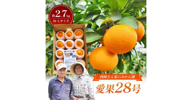 【ふるさと納税】＜産地直送＞みかん「愛果28号」M～Lサイズ 約2.7kg ネット包み平箱1段 【愛果28号 愛媛 甘い ゼリー 柑橘 砥部町 高級】　お届け：2024年12月15日～2025年2月下旬