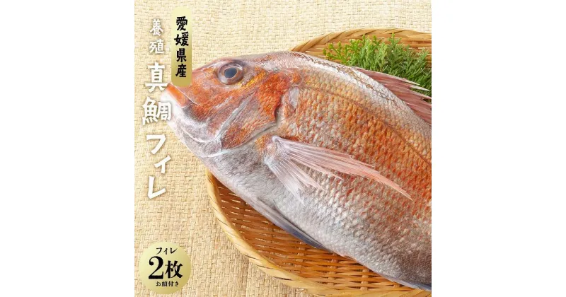 【ふるさと納税】愛媛県産養殖真鯛フィレ2枚（お頭付き冷凍） | 魚 お魚 さかな 食品 人気 おすすめ 送料無料