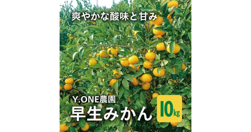 【ふるさと納税】【先行受付】【数量限定】早生みかん（生果）10kg ｜ 柑橘 みかん 温州みかん ミカン 蜜柑 果物 フルーツ 愛媛県産　※2024年11月上旬～12月上旬頃頃に順次発送予定