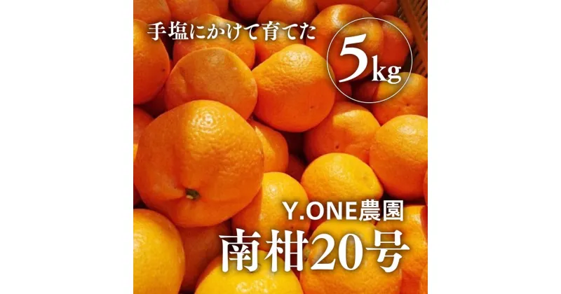 【ふるさと納税】【先行受付】【数量限定】南柑20号（生果）5kg ｜ 柑橘 みかん 温州みかん ミカン 蜜柑 果物 フルーツ 愛媛県産　※2024年12月上旬頃より順次発送予定