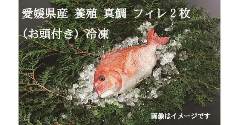 【ふるさと納税】【愛媛県共通返礼品】愛媛県産養殖真鯛 フィレ2枚（お頭付き冷凍） ｜ 海鮮 魚 鯛 タイ 真鯛 フィレ 海の幸 愛媛