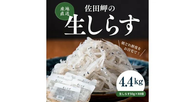 【ふるさと納税】【愛媛県産・鮮度に自信あり！】生しらす50g×88パック◇｜ 愛媛県産 伊方町 佐田岬 朝日共販 生しらす 産地直送 極上鮮度 旨味凝縮 贈答用