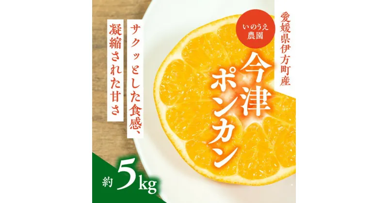 【ふるさと納税】【先行予約】いのうえ農園の今津ポンカン 5kg｜柑橘 みかん ミカン 蜜柑 フルーツ 果物 産地直送 ※離島への配送不可 ※2025年2月頃より順次発送予定