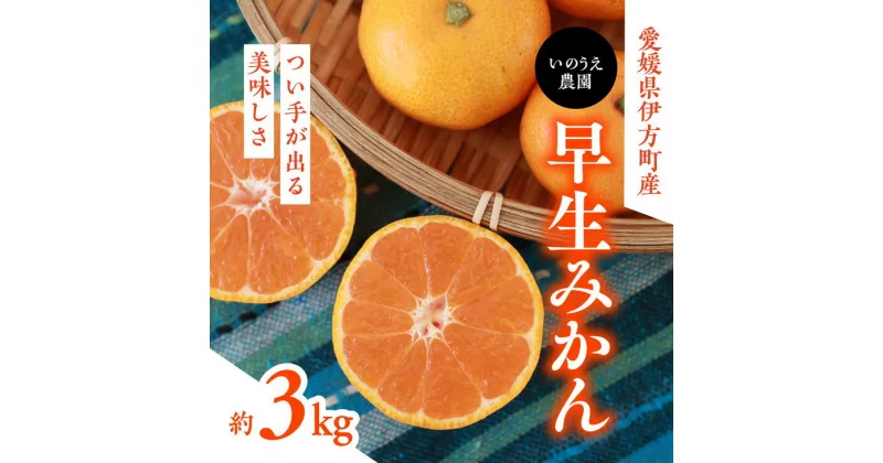 【ふるさと納税】【先行予約】いのうえ農園の早生みかん 3kg｜柑橘 みかん ミカン 蜜柑 フルーツ 果物 産地直送 ※離島への配送不可 ※2024年11月中旬頃より順次発送予定