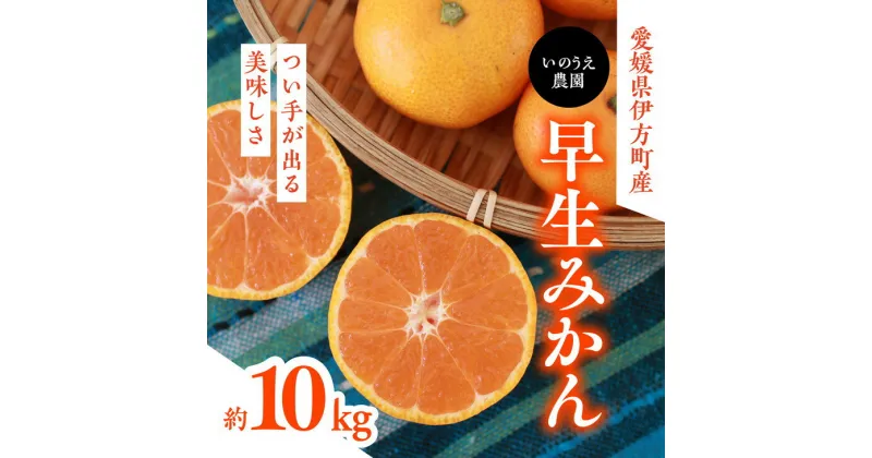 【ふるさと納税】【先行予約】いのうえ農園の早生みかん 10kg｜柑橘 みかん ミカン 蜜柑 フルーツ 果物 産地直送 ※離島への配送不可 ※2024年11月中旬頃より順次発送予定