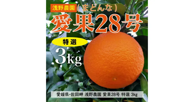 【ふるさと納税】【先行予約】【数量限定】浅野農園の愛果28号（まどんな）特選3kg｜柑橘 みかん ミカン フルーツ 果物 愛媛 有名 代表 高級 ※2024年12月中旬～2025年1月中旬頃に順次発送予定 ※離島への配送不可