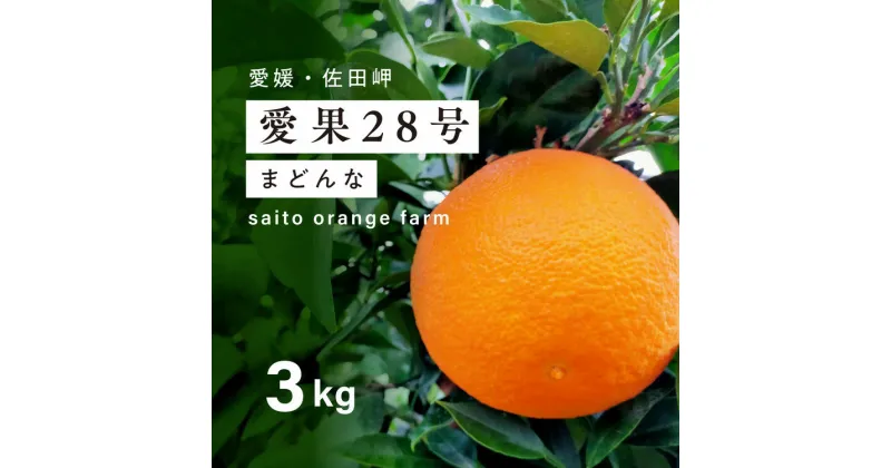 【ふるさと納税】【先行予約】【数量限定】Saito Orange Farmの愛果28号(まどんな)3kg ｜ 柑橘 みかん ミカン フルーツ 果物 愛媛 高級 ブランド 限定 品種 甘い 　※離島への配送不可　※2025年1月下旬頃より順次発送予定